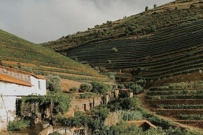 Douro Valley Winery