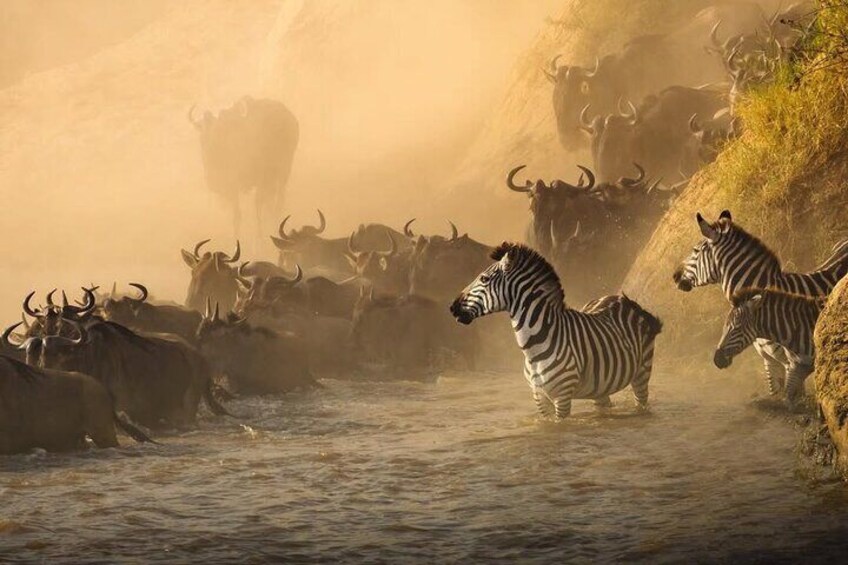 The wildebeest river crossing | Masai Mara, Kenya