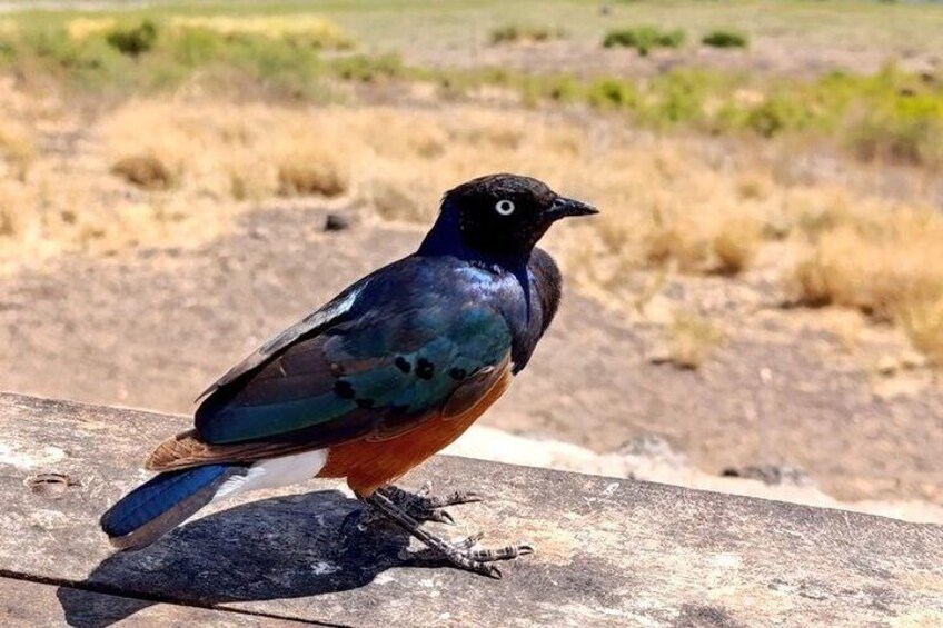 Amboseli National Park