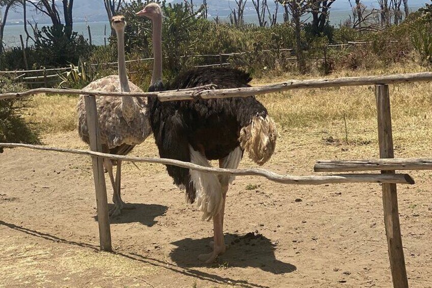 Cresent Island at Lake Naivasha 
