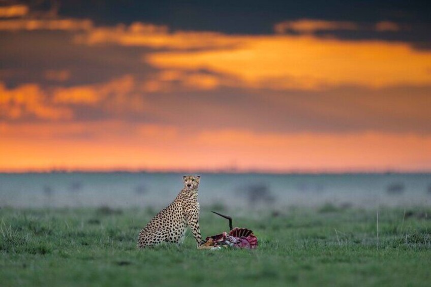 Masai Mara, Kenya