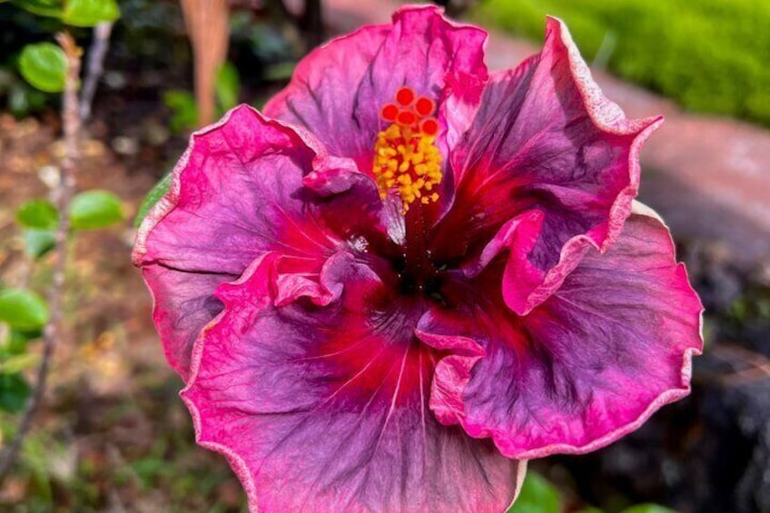 Historic Hawaii and Big Island Market Private Tour