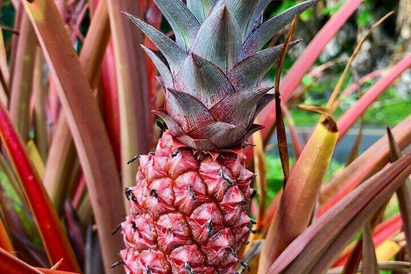Historic Hawaii and Big Island Market Private Tour 