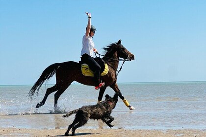 Amazing Horseback Ride & Sea Adventure with transfer - Hurghada