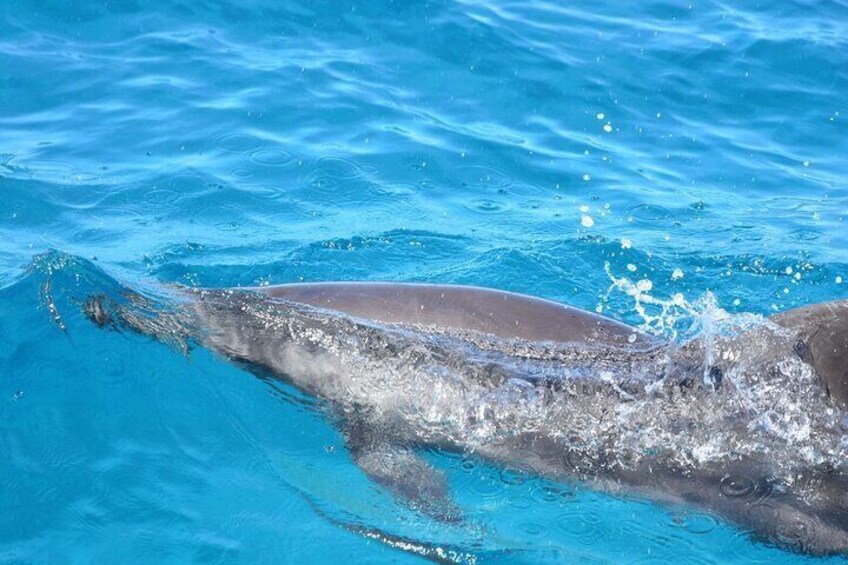 Private Speedboat Swim with Dolphins