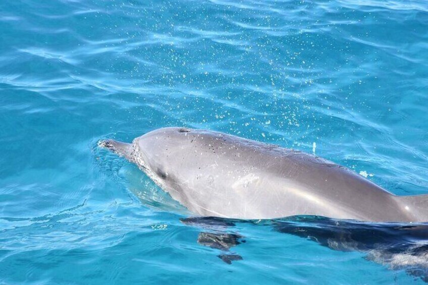 Private Speedboat Swim with Dolphins