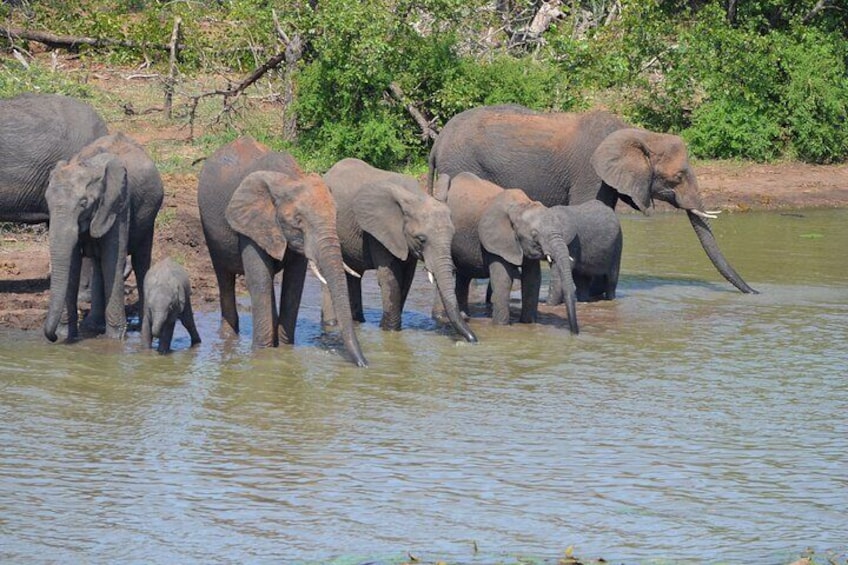 Elephant family hydrating.
