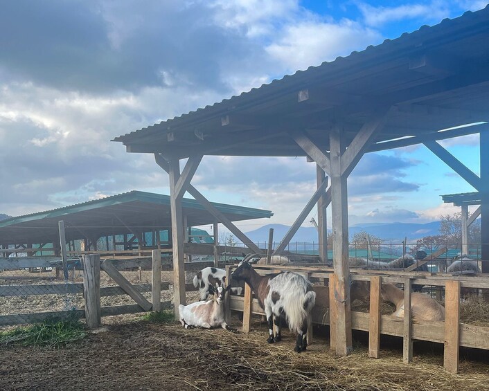 From Sarajevo: Visoko Pyramids, Plantations & Horse Riding