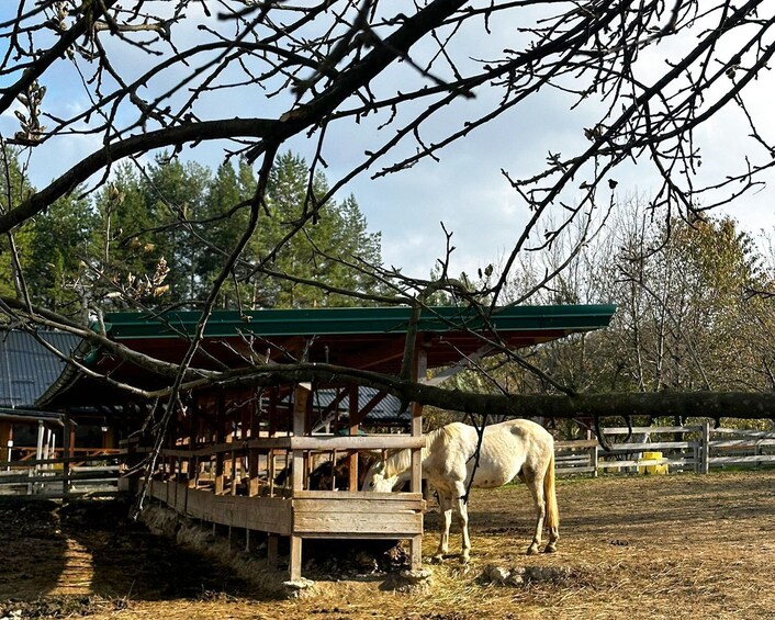 From Sarajevo: Visoko Pyramids, Plantations & Horse Riding