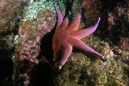 First Time Diver Scuba Experience