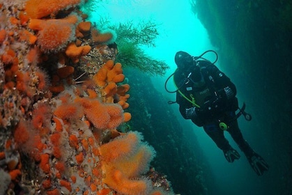 Unique Scuba Diving Experience