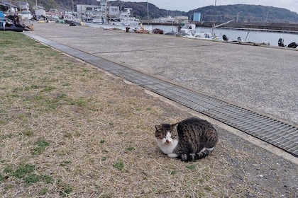 Ainoshima Island Cats Culture and Scenic Beauty Tour