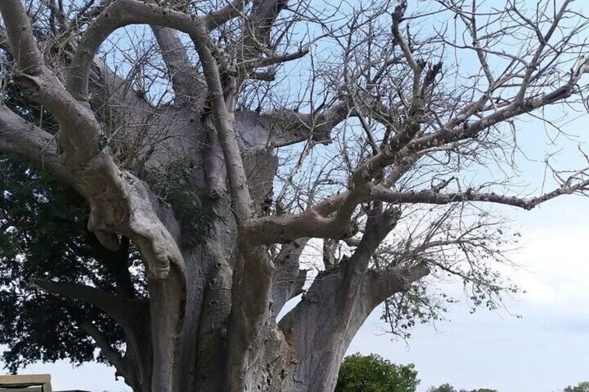 8 days of Safari and Beach Holiday In Tanzania and Zanzibar