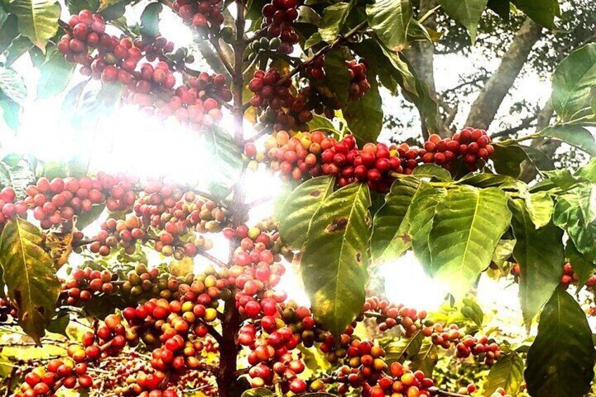 Kiambu Coffee Farm and Factory Guided Tour with Entry Fees