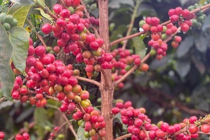Kiambu Coffee Farm and Factory Guided Tour with Entry Fees