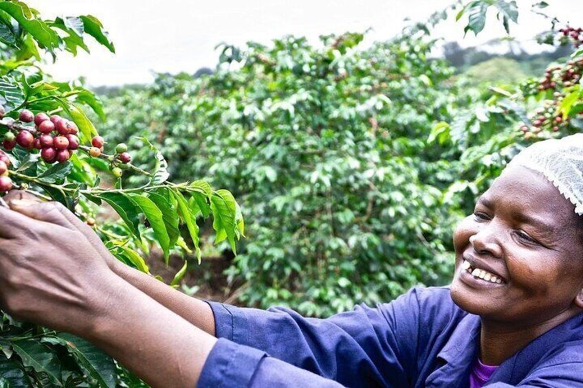 Kiambu Coffee Farm and Factory Guided Tour with Entry Fees