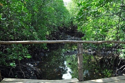 Jozani Forest & Spice Farm Tour Aventura con traslado - Zanzíbar