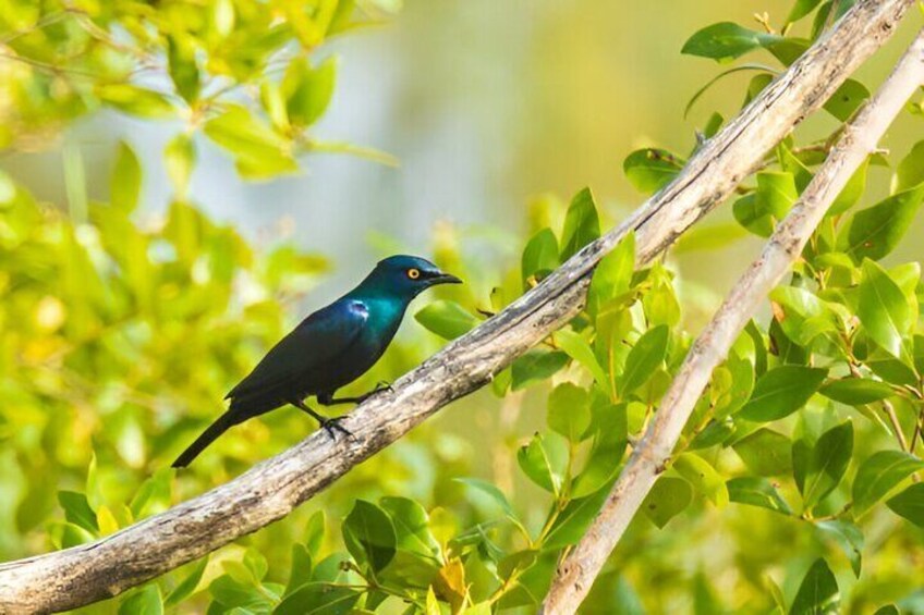Jozani Forest & Spice Farm Tour Adventure W/ Transfer - Zanzibar