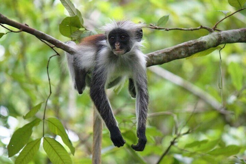 Jozani Forest & Spice Farm Tour Adventure W/ Transfer - Zanzibar