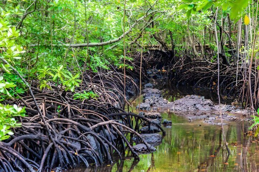 Jozani Forest and Spice Farm Tour Adventure in Zanzibar