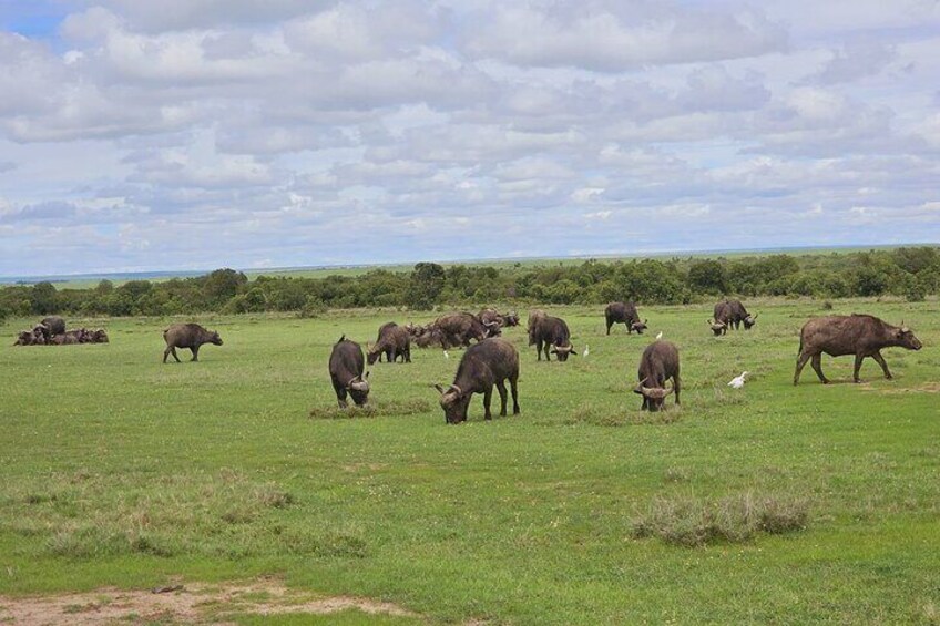 Ol Pejeta Conservancy, Kenya.