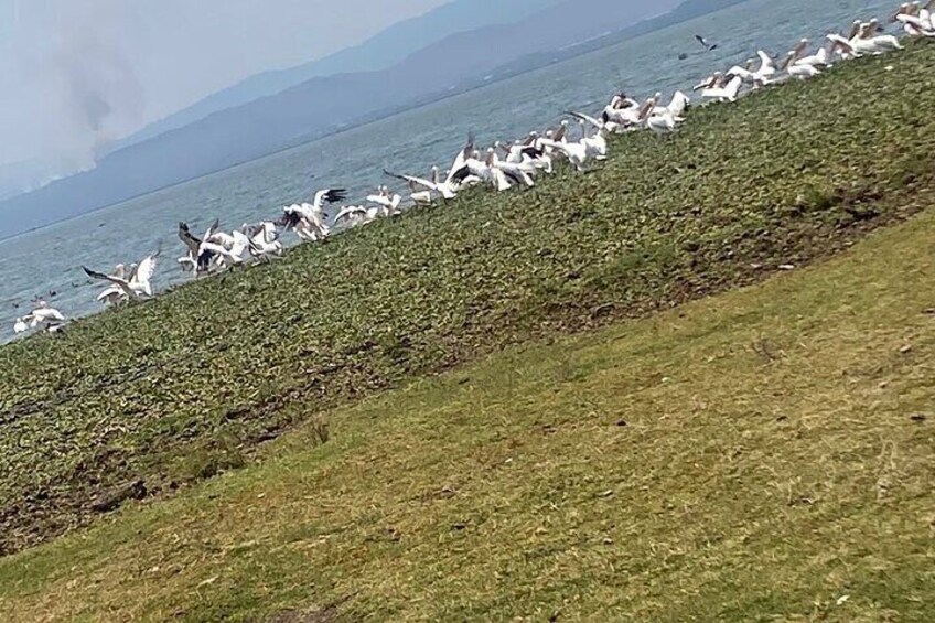 Lake Naivasha