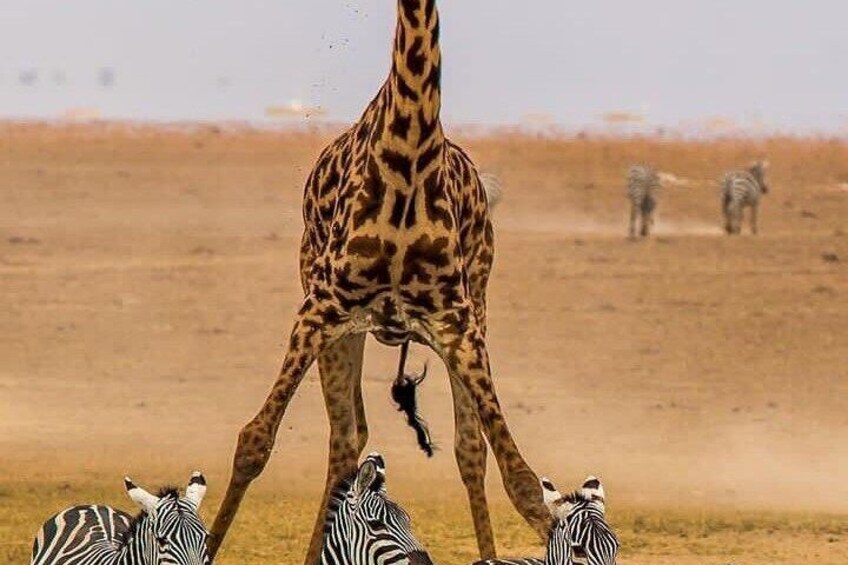 Amboseli National Park