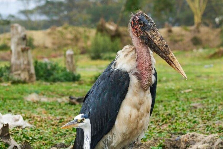Lake Naivasha
