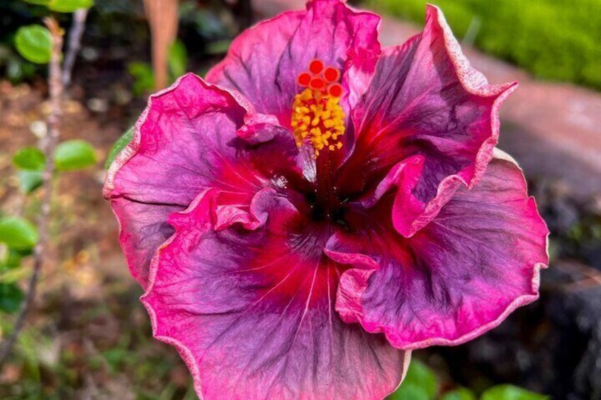 Historic Hawaii and Big Island Market tour
