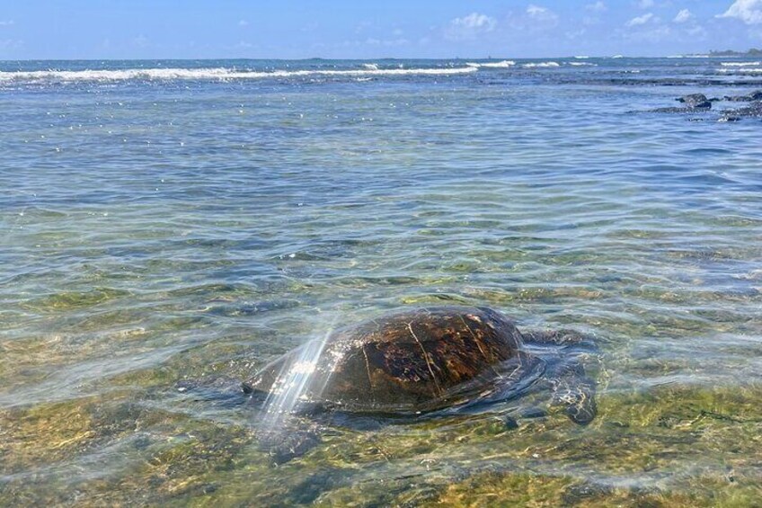 Historic Hawaii and Big Island Market Private Tour For Up To 4