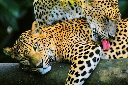 8 Days Wonder Sri Lanka Explorer