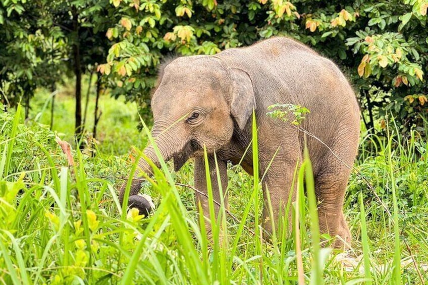 Half Day Elephant Home Sanctuary in Samui