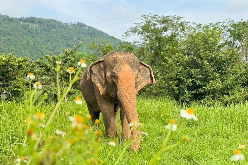 Half Day Elephant Home Sanctuary in Samui