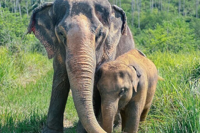 Half Day Elephant Home Sanctuary in Samui
