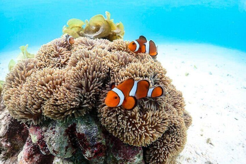 Okinawa Private Snorkeling Tour Experience