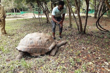 Josani Forest & Stone Town Discovery Tour with Transfer -Zanzibar
