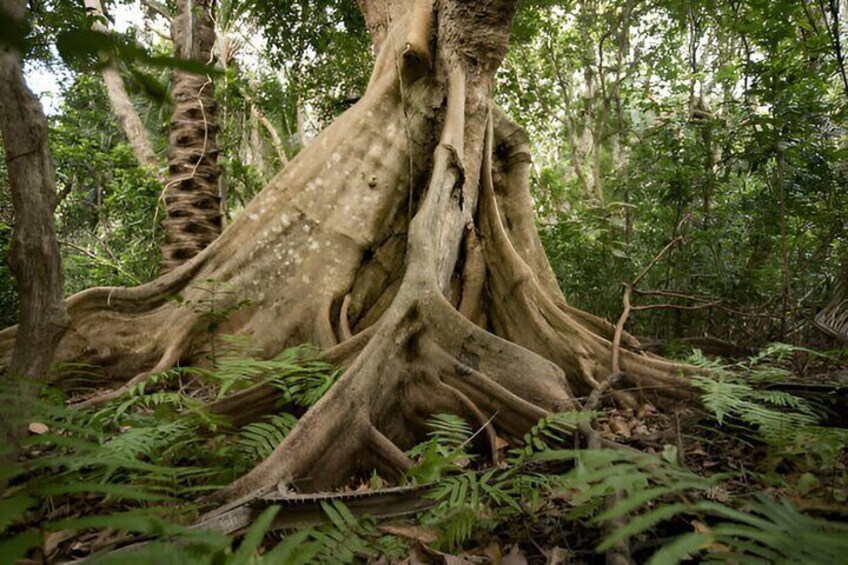 Josani Forest & Stone Town Discovery Tour with Transfer -Zanzibar