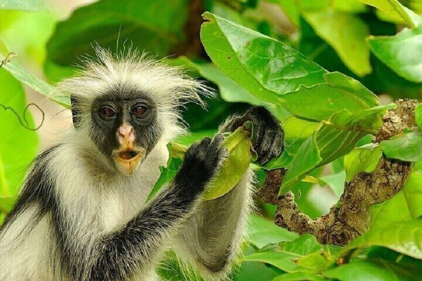 Josani Forest & Stone Town Discovery Tour with Transfer -Zanzibar