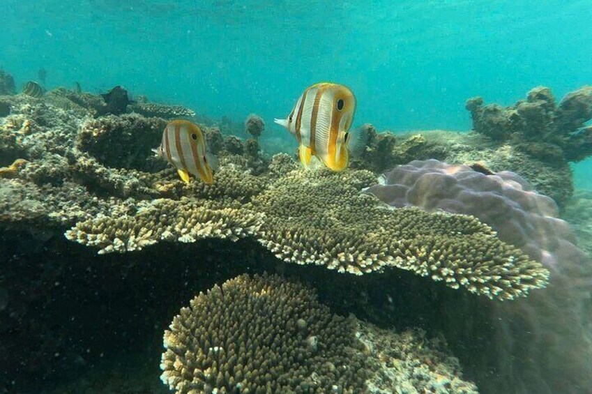 Snorkeling tour to the south & BBQ