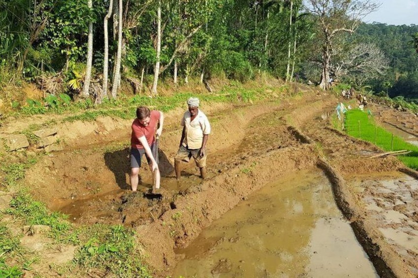 Paddy field