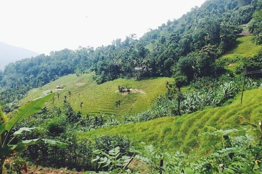 Knuckles Spice Trail Trek from Kandy