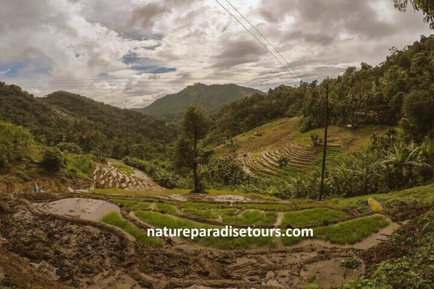 Knuckles Spice Trail Trek from Kandy