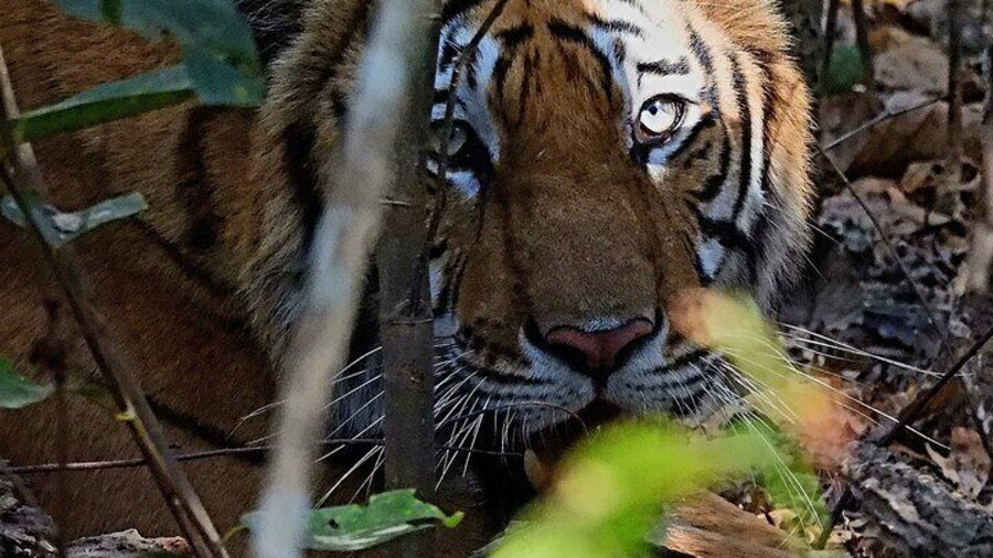 4Nights 5Days Bardia Jungle Safari II Bardia Tiger Tracking Tour