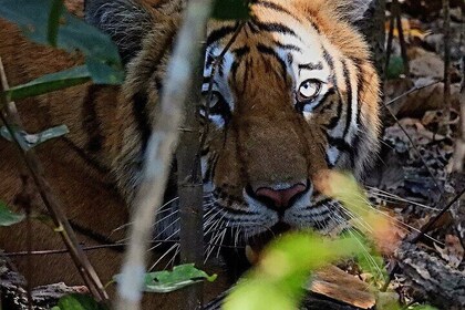 4Nächte 5Tage Bardia Tiger Tracking Tour |Bardia Jungle Safari