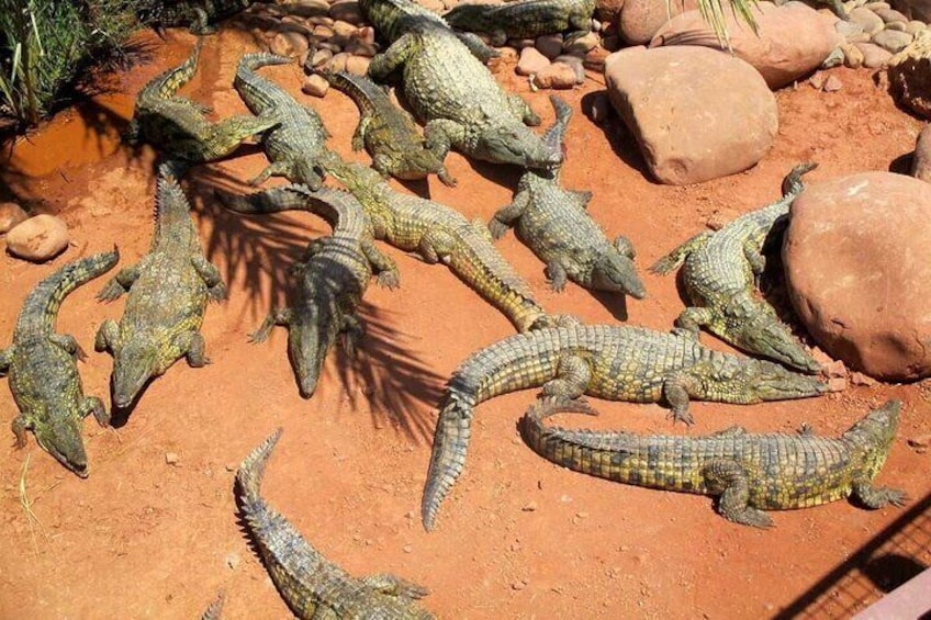 Croco Park Safari Adventure with Convenient Transfers – Agadir