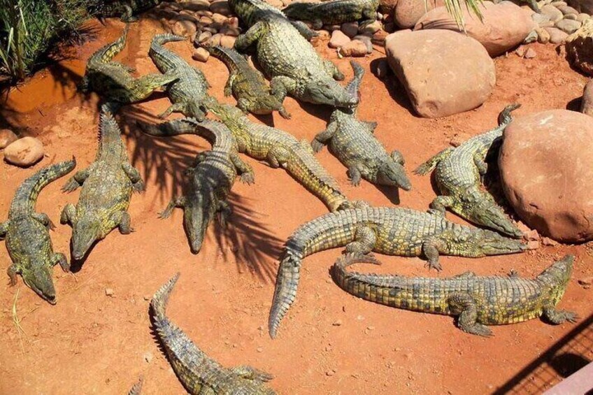 Croco Park Safari Adventure with Convenient Transfers – Agadir