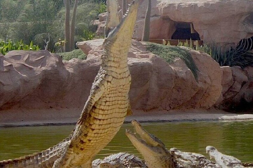 Croco Park Safari Adventure with Convenient Transfers – Agadir