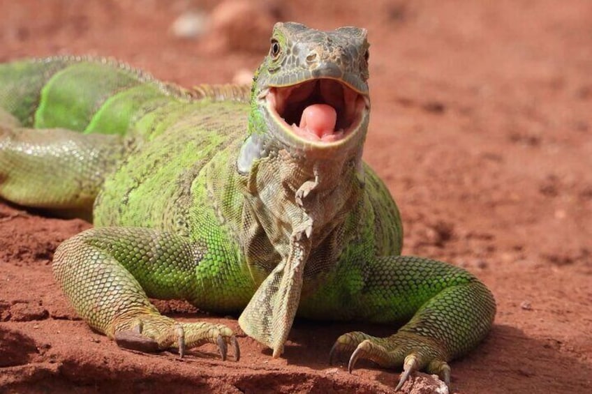 Croco Park Safari Adventure with Convenient Transfers – Agadir