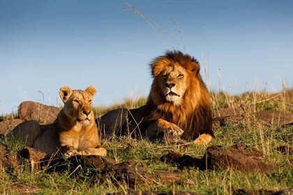 Agadir or Taghazout Crocoparc Lion Park Safari Tour