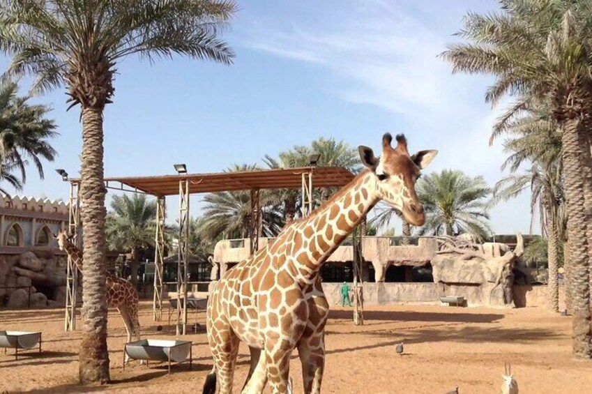 Emirates Park Zoo provides a tranquil escape, where nature’s beauty and wildlife come together to create a magical experience.